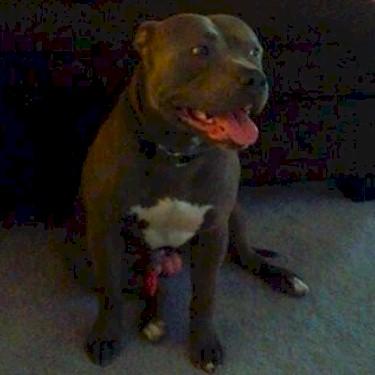 Lewis Rico Pit Bull front.jpg